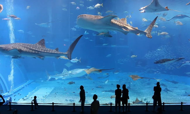 آکواریوم دبی یکی از هیجان انگیز ترین سازه‌های زیر آب دنیا