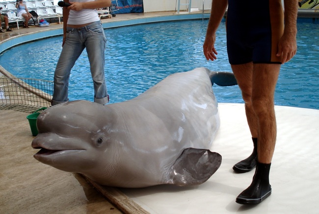 مکان زیبای گردشگری دلفین لند در شهر آنتالیا، کشور ترکیه