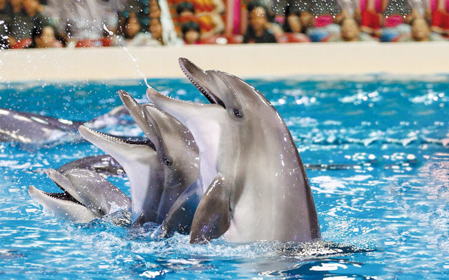 نمایشی زیبا از دلفین‌های دوست داشتنی در دلفیناریوم دبی