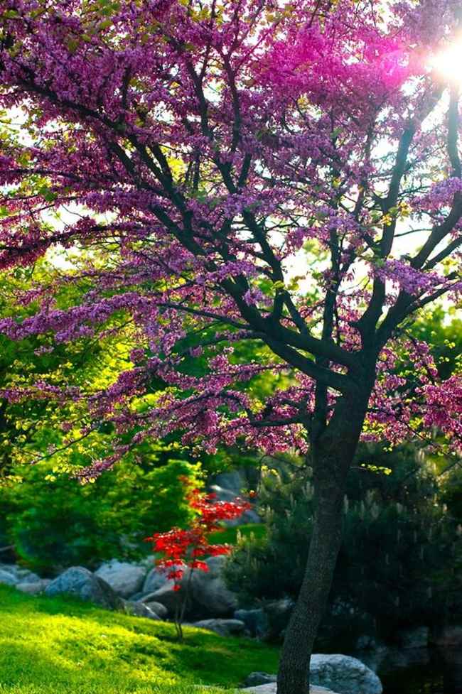 بازدید از زیبایی بی نظیر در باغ ژاپنی بالتالیمانی استانبول