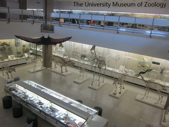 موزه جانورشناسی استانبول، مکانی عالی برای بازدید از تاریخ طبیعت ترکیه