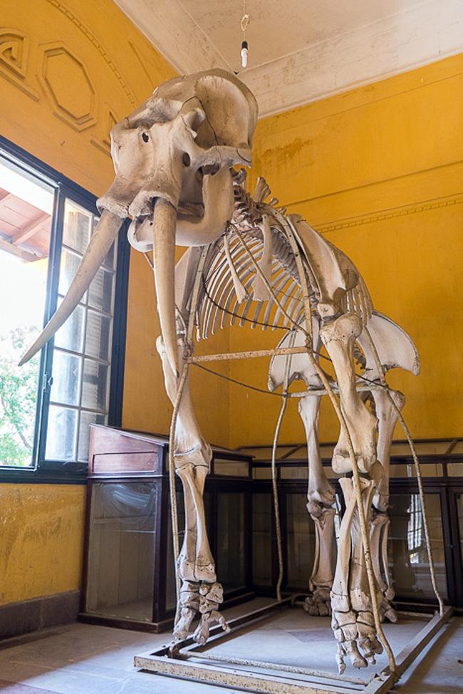 موزه جانورشناسی استانبول، مکانی عالی برای بازدید از تاریخ طبیعت ترکیه