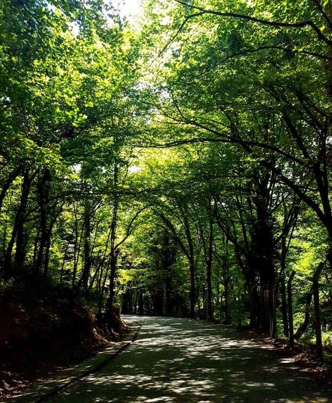 پارک جنگلی آیوات استانبول (Ayvad Bendi Milli Parkı) جنگلی زیبا در شمال استانبول